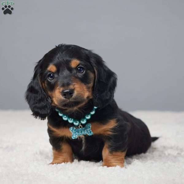 Chase, Dachshund Puppy